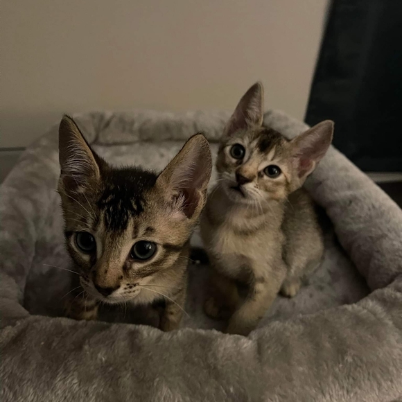 we are a pet friendly home - Picture 1 of 1